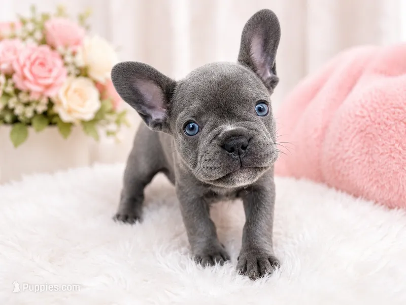 Marshmallow  – French Bulldog puppy for sale in Fort Lauderdale, FL
