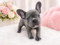 Marshmallow , a female French Bulldog for sale in Fort Lauderdale, FL – 1 of 4