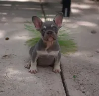 Cookie, a male French Bulldog for sale in Fort Lauderdale, FL – 3 of 3