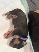 Puppy Purple Collar , a male Bull Terrier for sale in Wayland, MI – 4 of 4