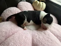 Puppy A, a female Bull Terrier for sale in Wayland, MI – 5 of 5