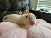 Puppy D, a male Bull Terrier for sale in Wayland, MI – 2 of 5