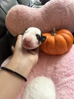 Puppy C, a male Bull Terrier for sale in Wayland, MI – 2 of 4