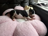 Puppy A, a female Bull Terrier for sale in Wayland, MI – 2 of 5