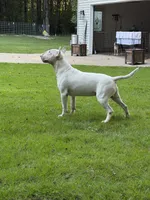 Thanos , a male Bull Terrier for sale in Wayland, MI – 2 of 3