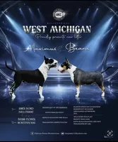 Puppy E, a female Bull Terrier for sale in Wayland, MI – 1 of 5