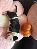 Puppy C, a male Bull Terrier for sale in Wayland, MI – 4 of 4