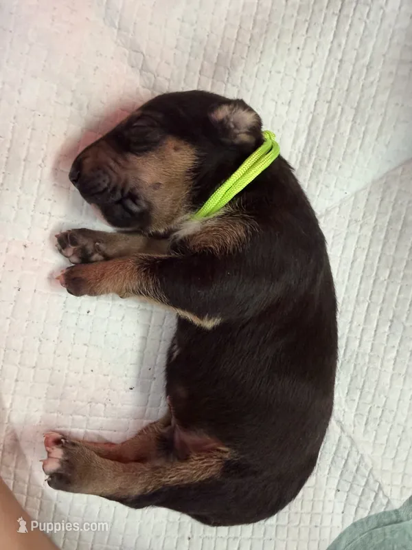 Puppy Neon Green – Bull Terrier puppy for sale in Wayland, MI
