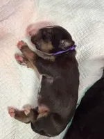 Puppy Purple Collar , a male Bull Terrier for sale in Wayland, MI – 2 of 4