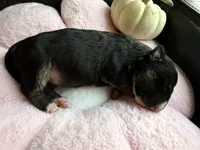 Puppy E, a female Bull Terrier for sale in Wayland, MI – 2 of 5