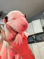 Puppy Blue collar , a male Bull Terrier for sale in Wayland, MI – 5 of 6
