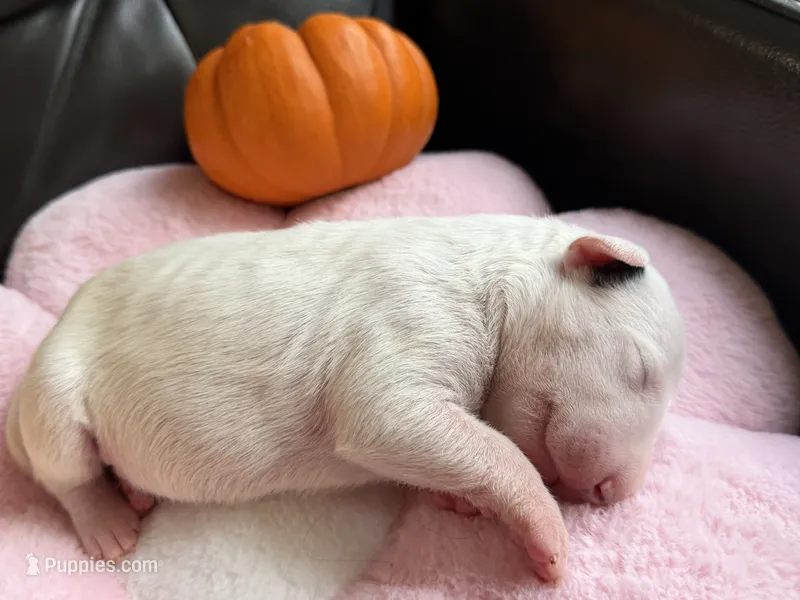 Puppy Blue collar  – Bull Terrier puppy for sale in Wayland, MI