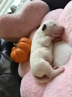 Puppy B, a male Bull Terrier for sale in Wayland, MI – 3 of 4