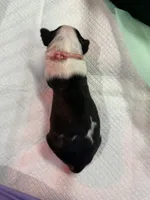Puppy Pink Collar, a female Bull Terrier for sale in Wayland, MI – 8 of 8