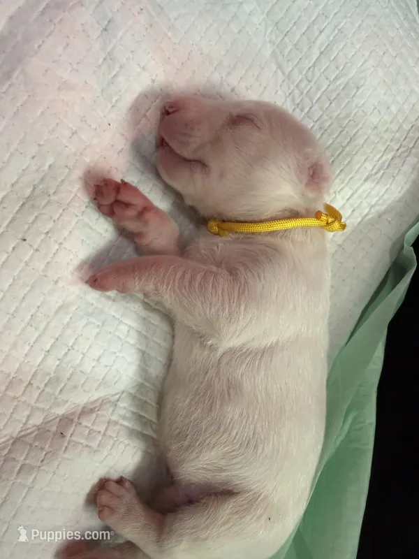 Puppy Yellow Collar – Bull Terrier puppy for sale in Wayland, MI