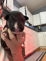 Puppy White Collar, a female Bull Terrier for sale in Wayland, MI – 8 of 8