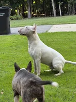 Thanos , a male Bull Terrier for sale in Wayland, MI – 3 of 3
