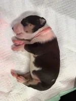 Puppy Pink Collar, a female Bull Terrier for sale in Wayland, MI – 7 of 8