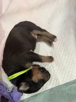 Puppy Neon Green, a male Bull Terrier for sale in Wayland, MI – 3 of 3