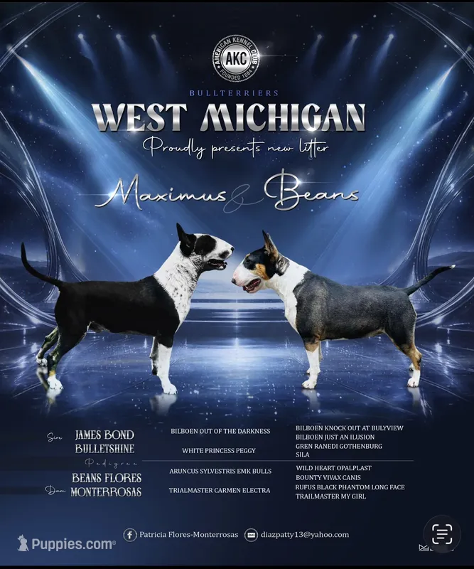 Puppy D – Bull Terrier puppy for sale in Wayland, MI