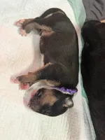 Puppy Purple Collar , a male Bull Terrier for sale in Wayland, MI – 3 of 4