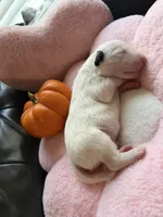 Puppy B, a male Bull Terrier for sale in Wayland, MI – 2 of 4