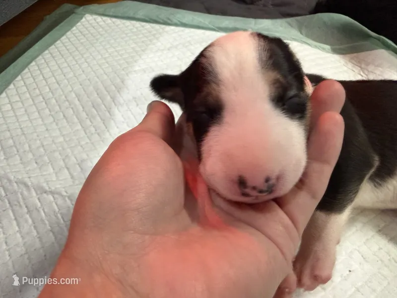 Puppy Pink Collar – Bull Terrier puppy for sale in Wayland, MI