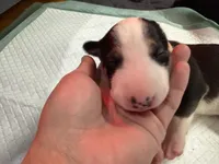 Puppy Pink Collar, a female Bull Terrier for sale in Wayland, MI – 1 of 8