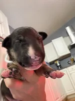 Puppy White Collar, a female Bull Terrier for sale in Wayland, MI – 5 of 8