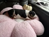 Puppy A, a female Bull Terrier for sale in Wayland, MI – 3 of 5
