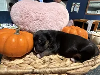 Puppy E, a female Bull Terrier for sale in Wayland, MI – 3 of 5