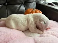 Puppy D, a male Bull Terrier for sale in Wayland, MI – 3 of 5