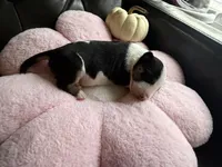 Puppy A, a female Bull Terrier for sale in Wayland, MI – 4 of 5