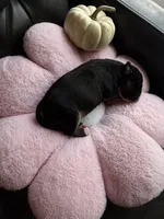Puppy E, a female Bull Terrier for sale in Wayland, MI – 4 of 5