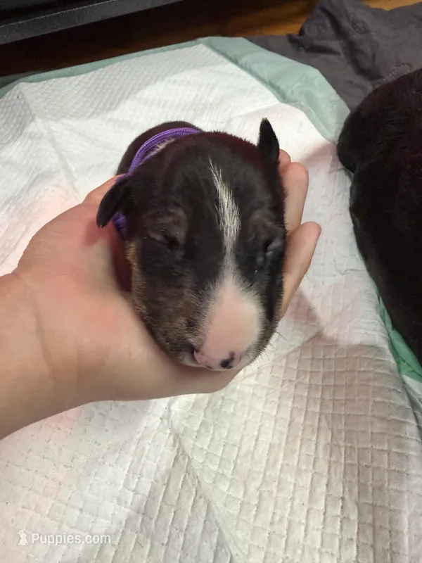 Puppy Purple Collar  – Bull Terrier puppy for sale in Wayland, MI