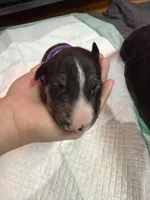 Puppy Purple Collar , a male Bull Terrier for sale in Wayland, MI – 1 of 4