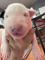 Puppy Yellow Collar, a male Bull Terrier for sale in Wayland, MI – 6 of 6