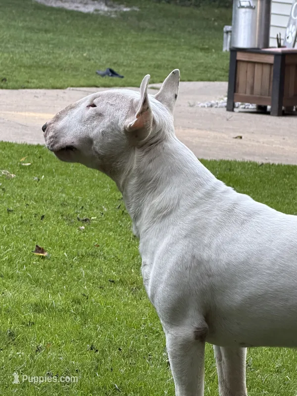 Thanos  – Bull Terrier puppy for sale in Wayland, MI