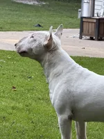 Thanos , a male Bull Terrier for sale in Wayland, MI – 1 of 3