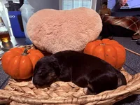 Puppy E, a female Bull Terrier for sale in Wayland, MI – 5 of 5