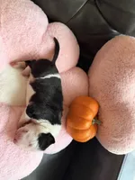 Puppy C, a male Bull Terrier for sale in Wayland, MI – 3 of 4