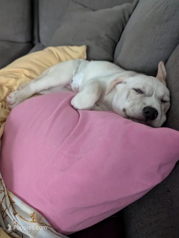 Butt Butt – Siberian Husky, American Bully puppy for sale in Troy, NY