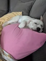 Butt Butt, a male Siberian Husky and American Bully for sale in Troy, NY – 1 of 4