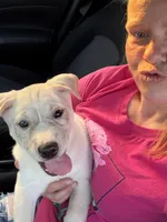 Butt Butt, a male Siberian Husky and American Bully for sale in Troy, NY – 4 of 4