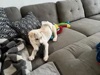 Butt Butt, a male Siberian Husky and American Bully for sale in Troy, NY – 3 of 4