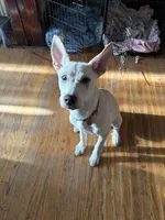 Butt Butt, a male Siberian Husky and American Bully for sale in Troy, NY – 2 of 4
