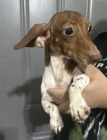 Steven, a male Miniature Dachshund for sale in Miami, FL – 7 of 7