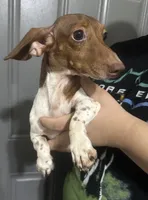 Steven, a male Miniature Dachshund for sale in Miami, FL – 6 of 7