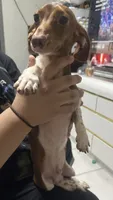 Steven, a male Miniature Dachshund for sale in Miami, FL – 3 of 7