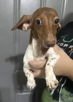 Steven, a male Miniature Dachshund for sale in Miami, FL – 7 of 7